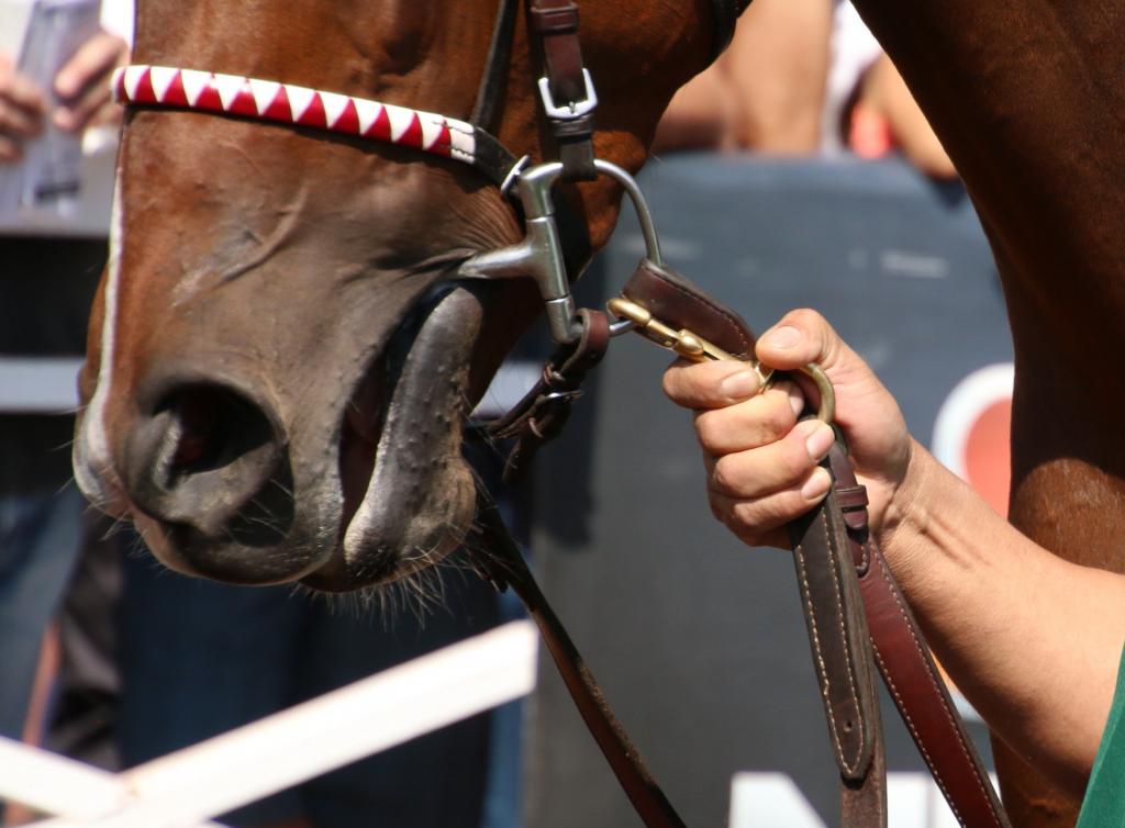 Bernina Star and groom. (Julie June Stewart photo)